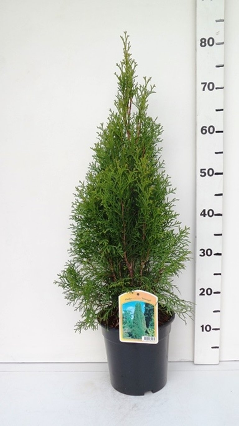 Thuja occ. 'Smaragd' - C3 50-60 CM